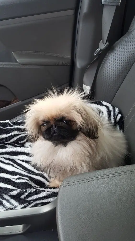 Pekingese puppy on the passenger seat