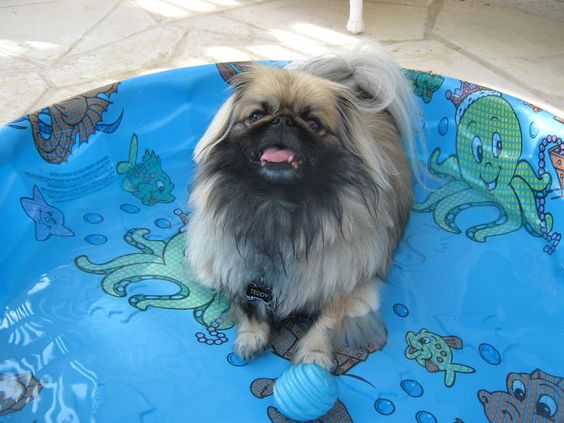 Pekingese lying on an empty pool