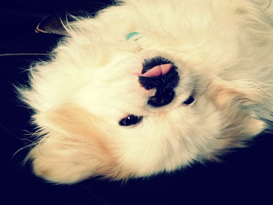 Pekingese lying on the floor with its small tongue out