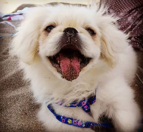 smiling with its tongue out Pekingese in the sand