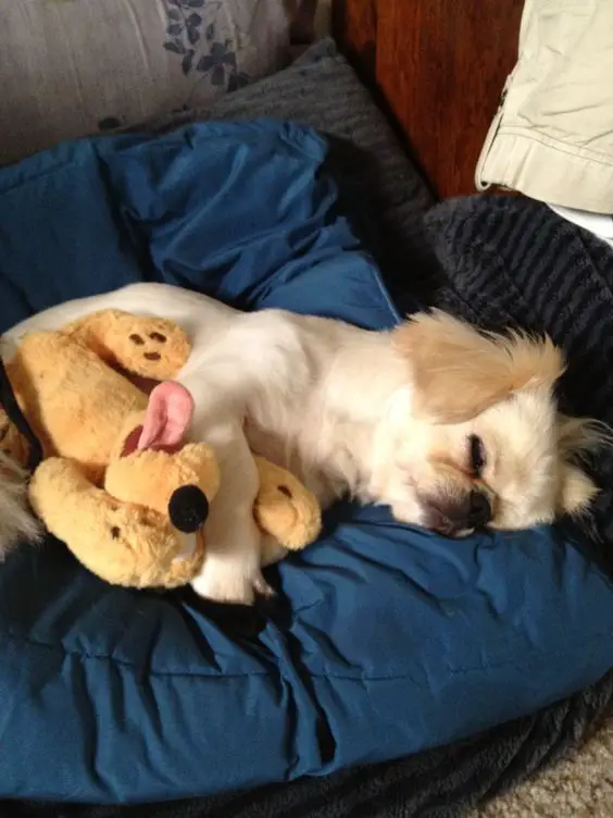 Pekingese lying on its side with its toy while sleeping on the bed