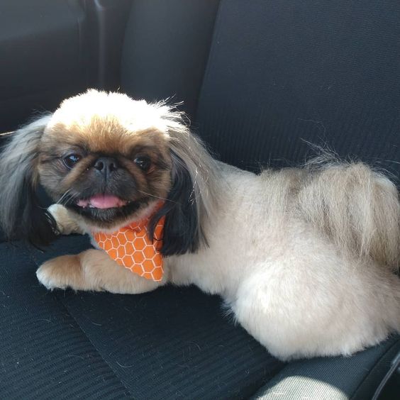 smiling Pekingese dog lying on the car seat