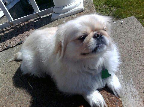 white Pekingese lying on the floor sunbathing outdoors