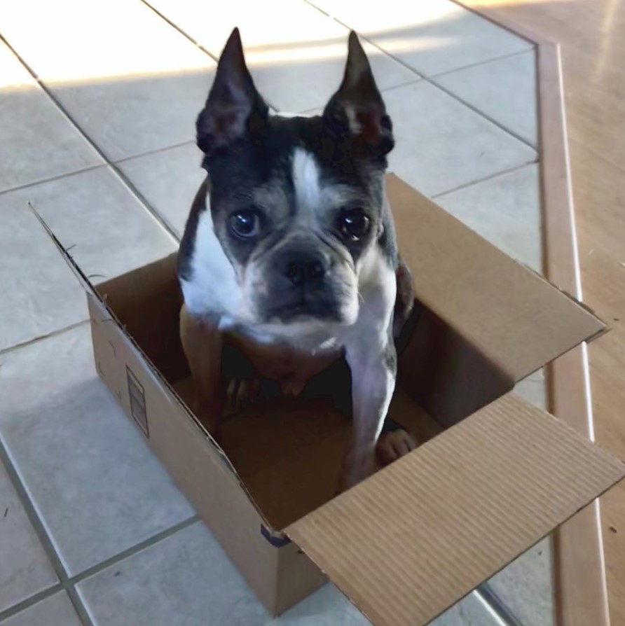 Boston Terrier sitting inside the cardboard box