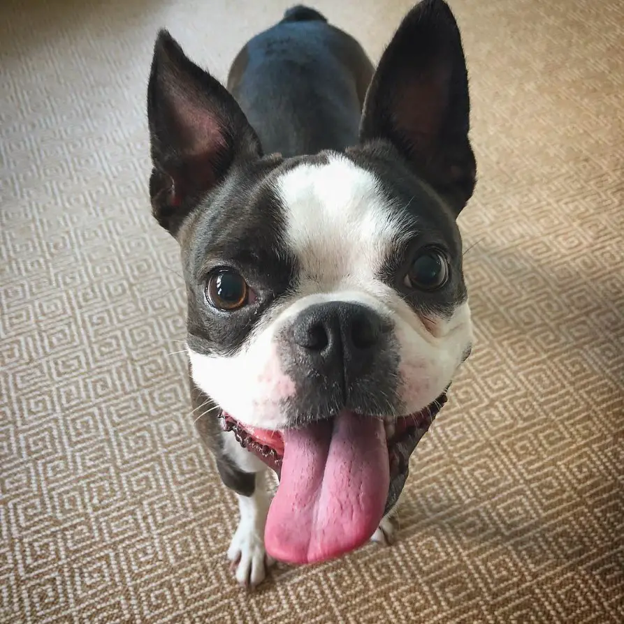 Boston Terrier standing on the floor while smiling with its tongue out
