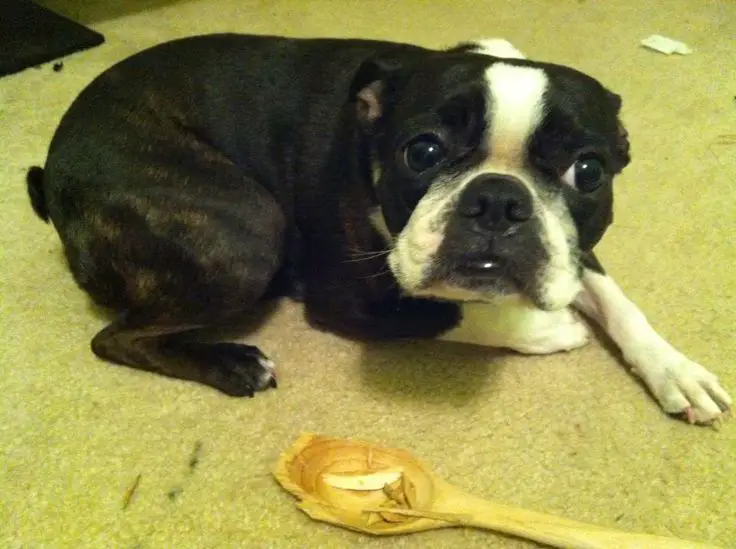 Boston Terrier lying on the floor with its guilty face behind a broken wooden ladle