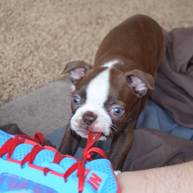 Boston Terrier puppy lying on the floor while pulling the shoe lace of a man