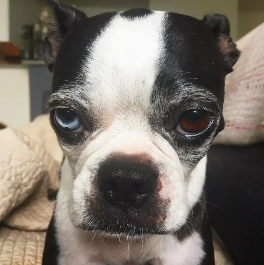 Boston Terrier sitting on the couch with its grumpy face