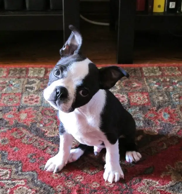 Boston Terrier sitting on the carpet while tilting its head