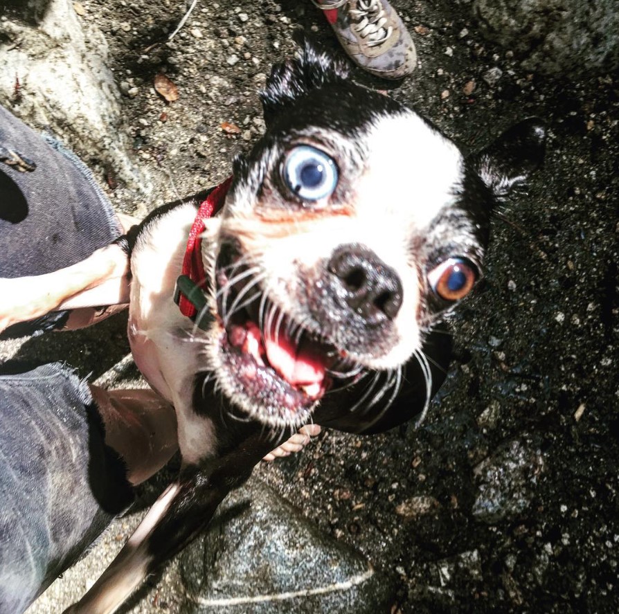 Boston Terrier standing up leaning against the person with its excited face