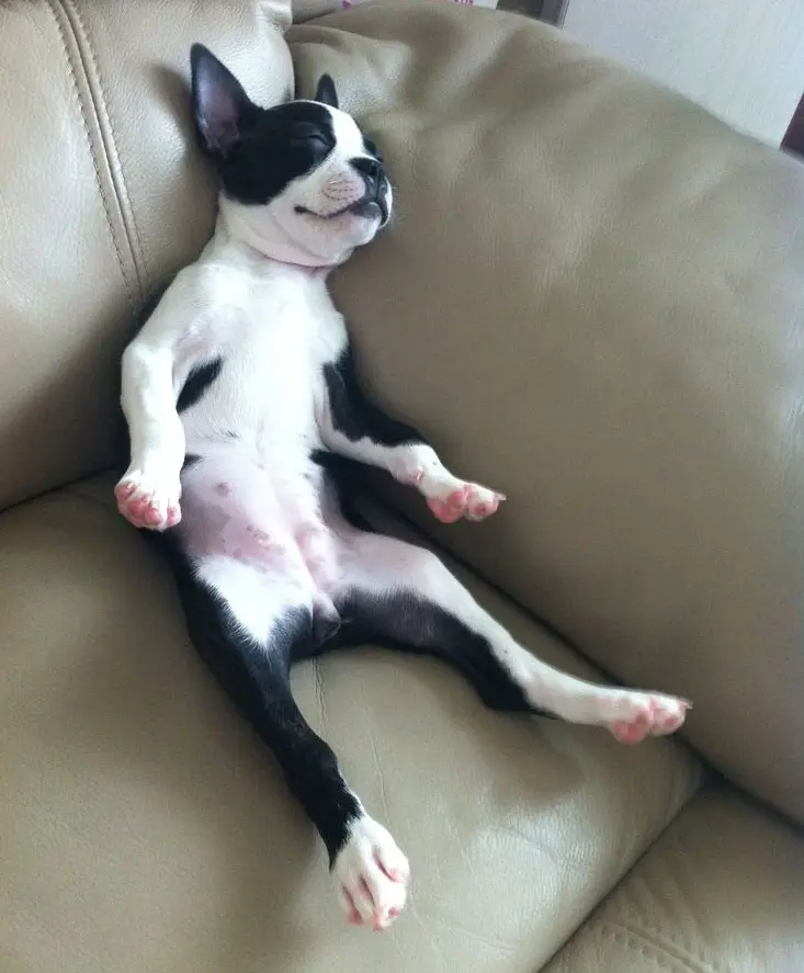 Boston Terrier puppy sitting on the couch while sleeping with its legs spread out