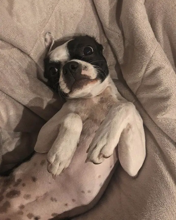 Boston Terrier lying on the bed showing its belly