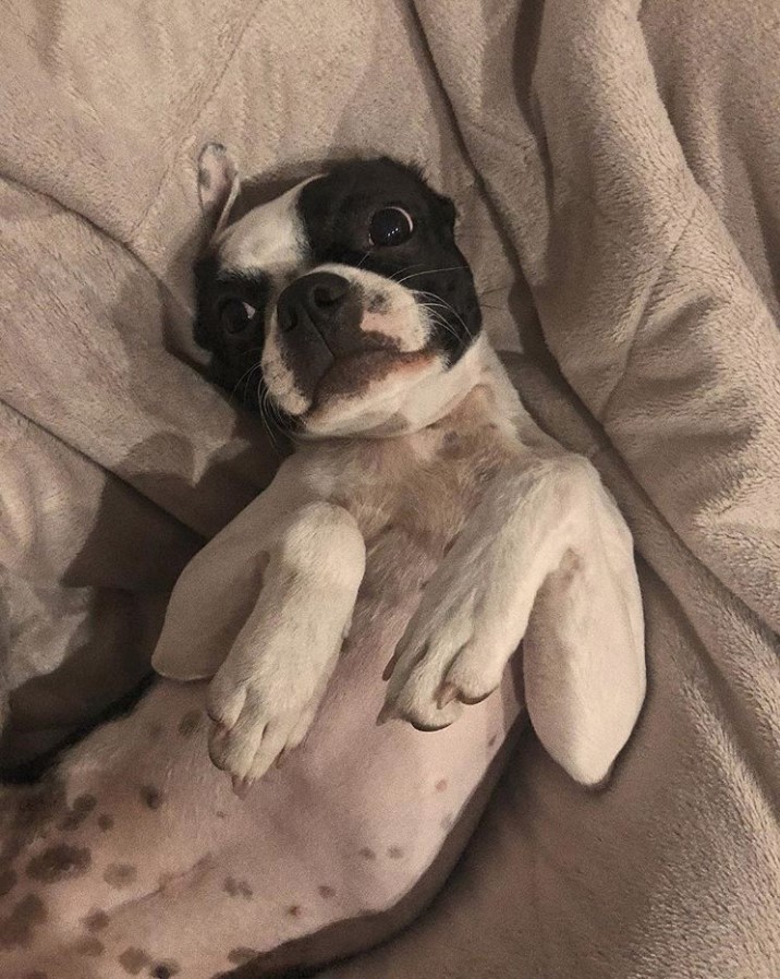 Boston Terrier lying on the bed showing its belly