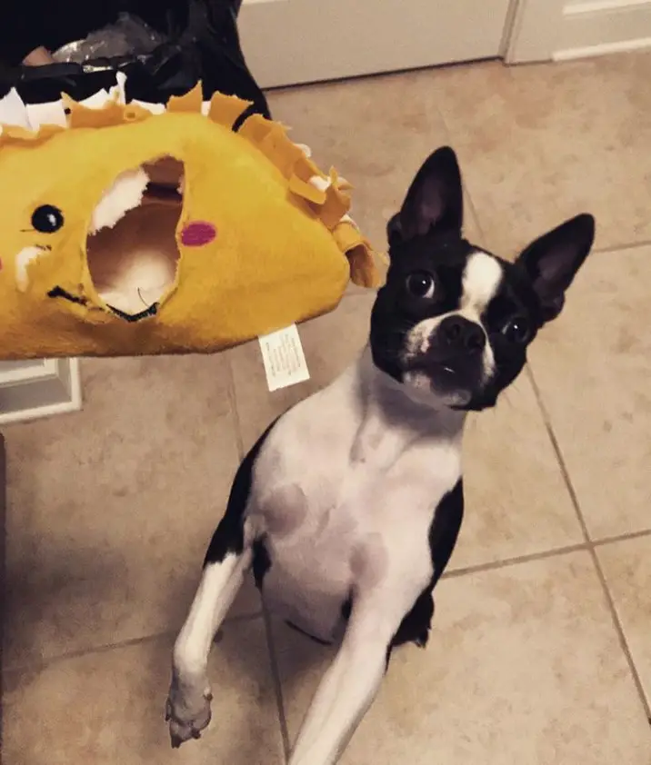 Boston Terrier standing up behind the torn stuffed toy