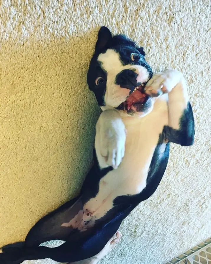 Boston Terrier lying on its back on the floor with its paws in its mouth