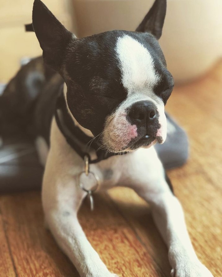 Boston Terrier lying on the floor while closing its eyes