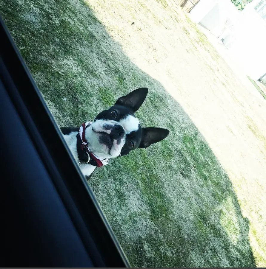 Boston Terrier peeking behind the car window with its suspicious face