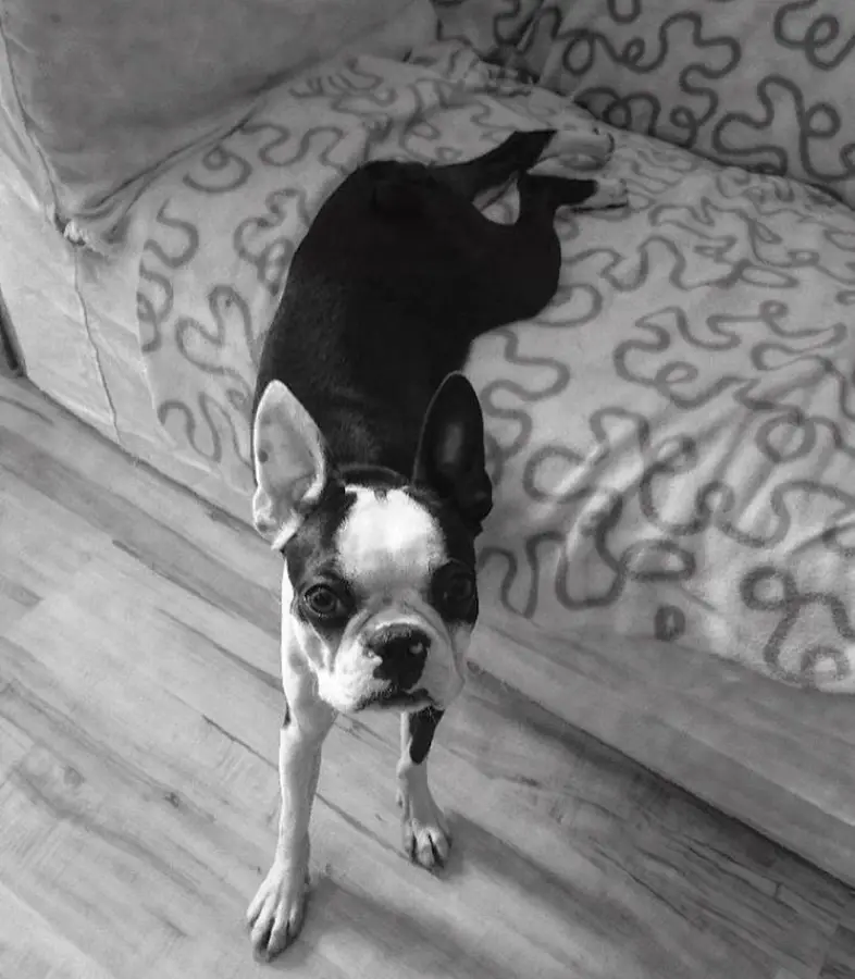 Boston Terrier going down from the couch