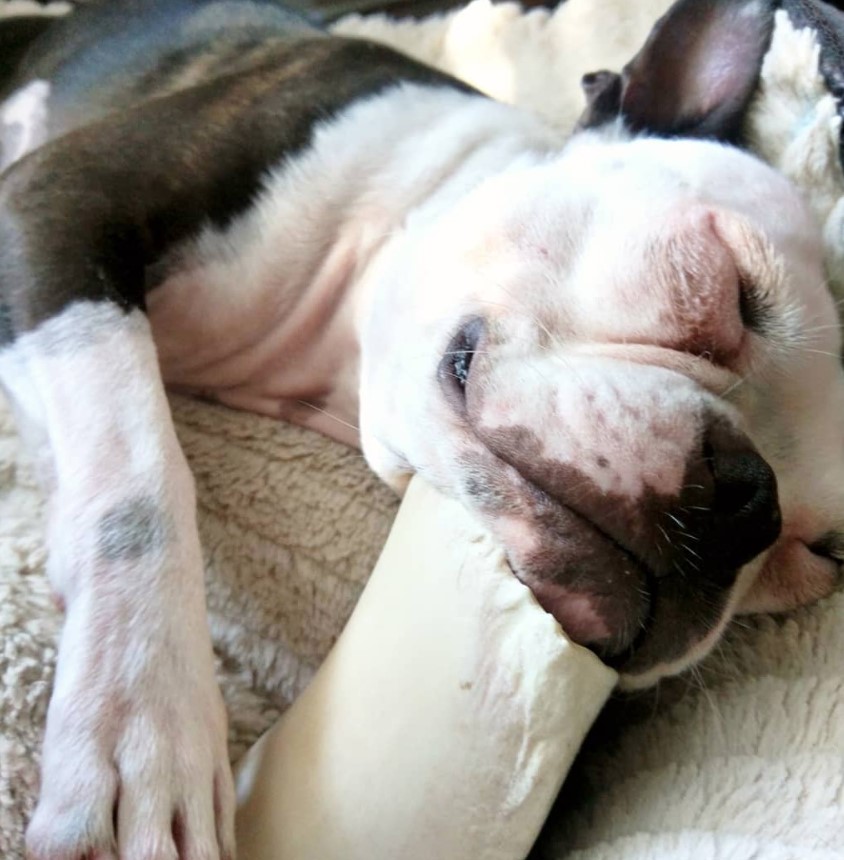 Boston Terrier lying on the bed while sleeping