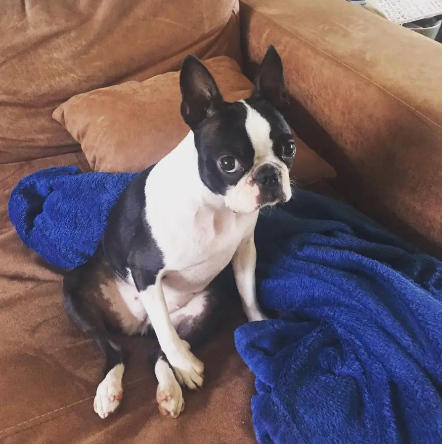 Boston Terrier sitting on the couch with its sad face