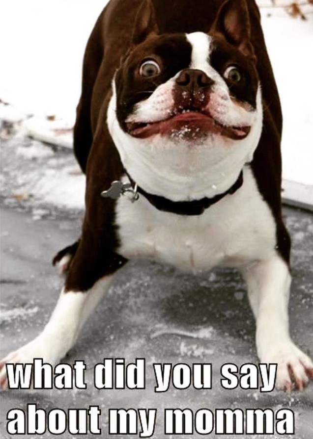 arrogant Boston Terrier while bowing on the concrete with snow photo with text - what did you say about my momma