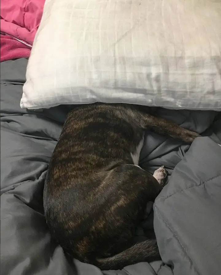 Boston Terrier sleeping on the bed with its head under the pillow