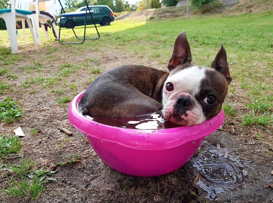 Boston Terrier puppy curled up inside a small bucket with water in the yard