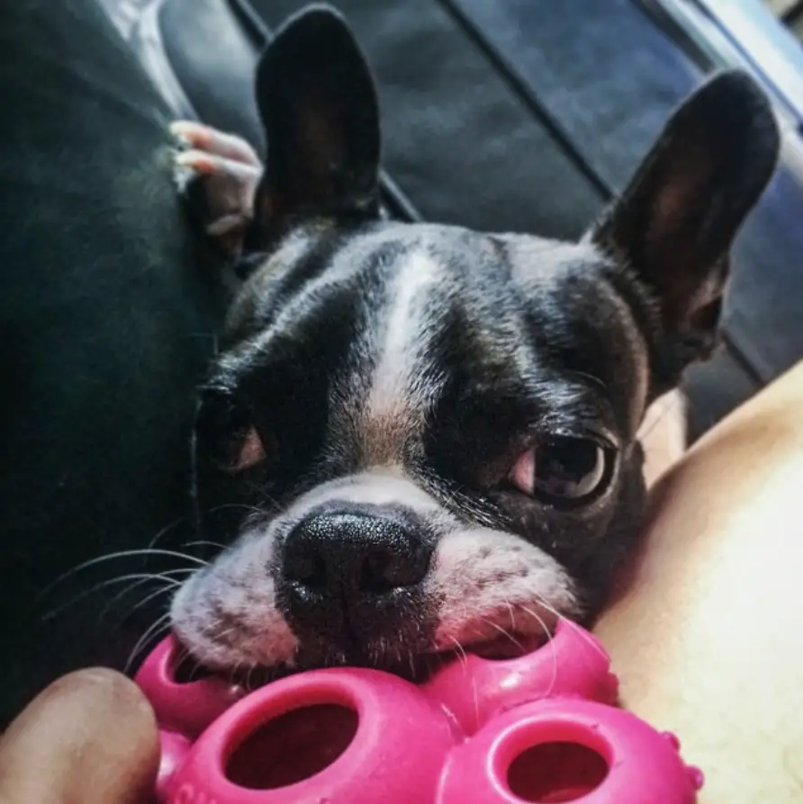 Boston Terrier lying on the couch next to a person while playing with its chew toy