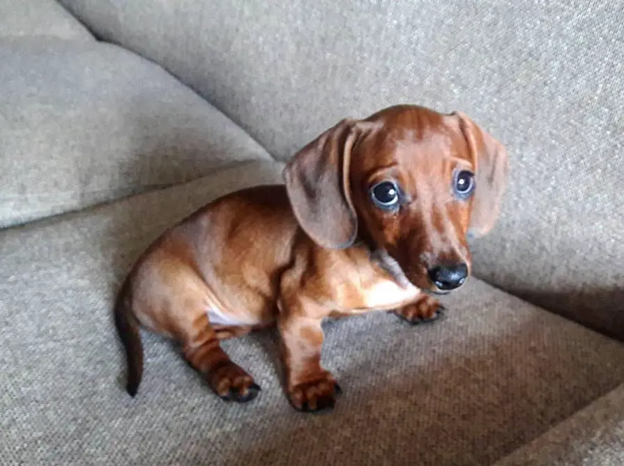 A Dachshund puppy sitting on the couch
