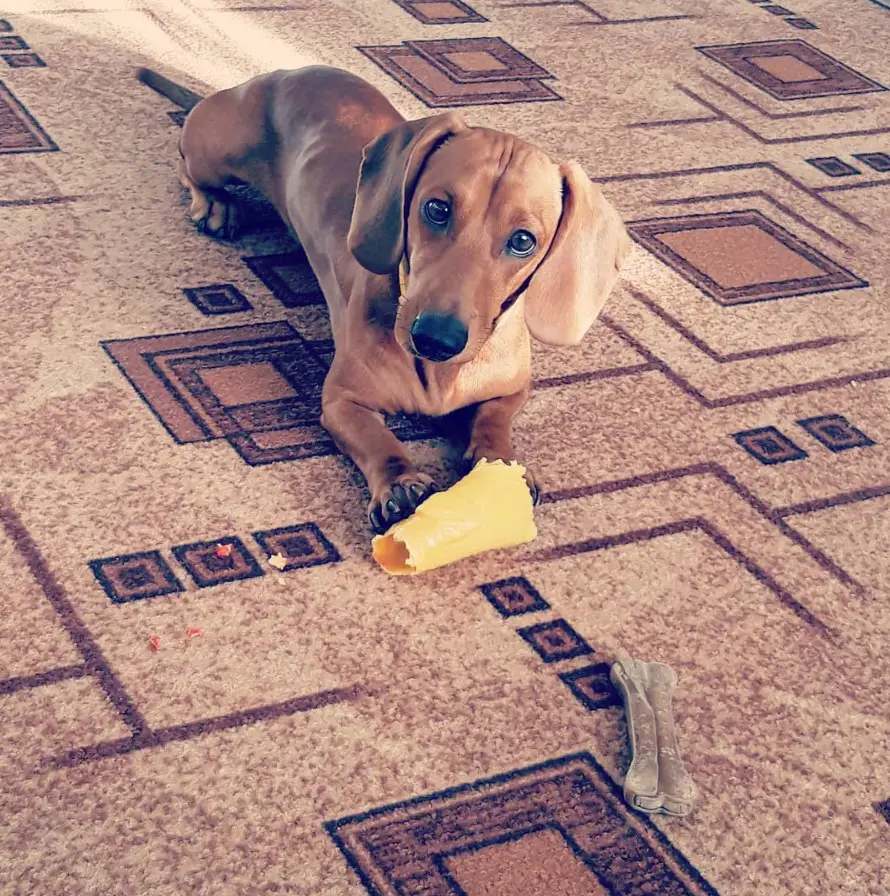 A Dachshund lying on the floor with its chewed toy