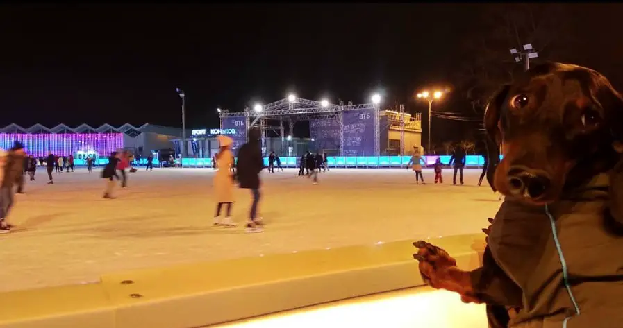 A Dachshund leaning towards the fence with people ice skating inside while looking back with its sad face