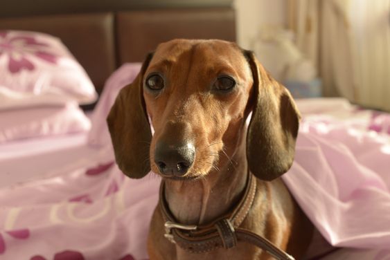 A Dachshund lying on the bed under the pink blanket