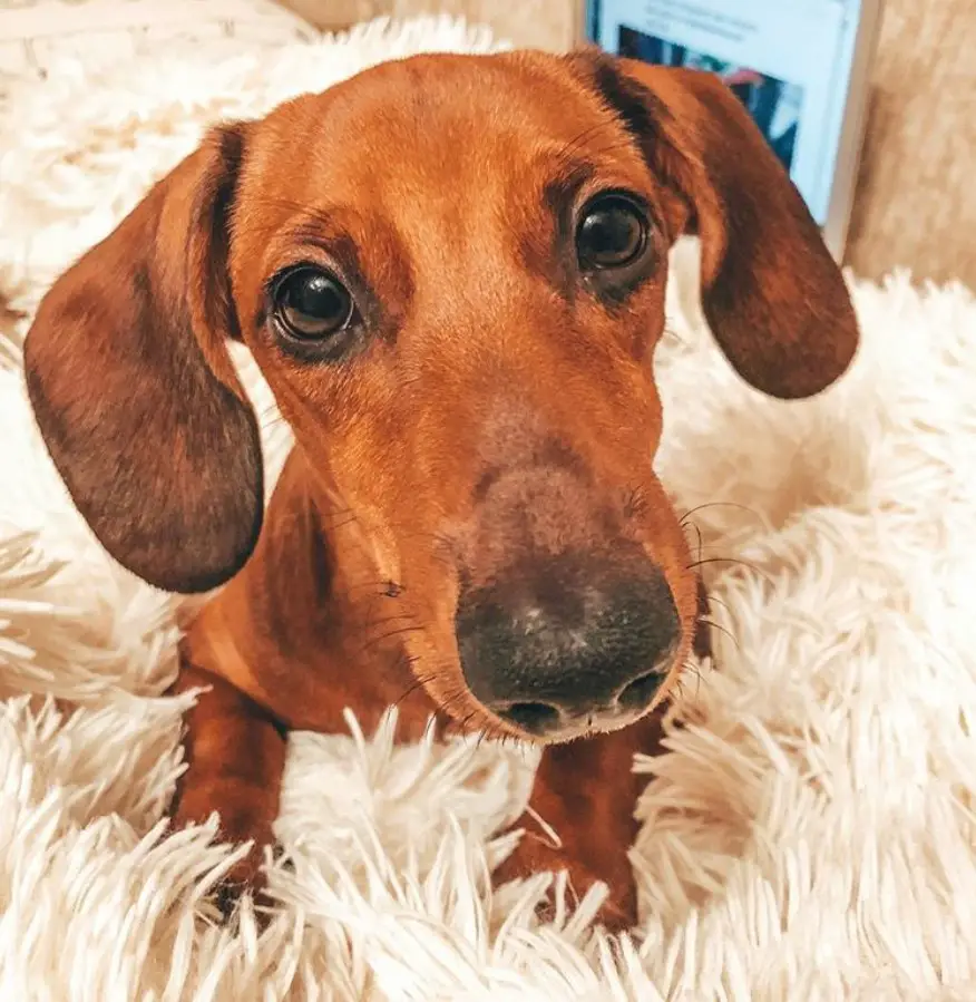 A Dachshund sitting on the furry blanket with its sad eyes