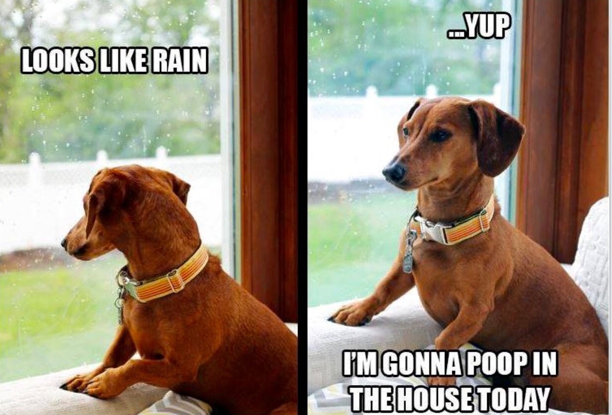 A Dachshund by the window photos with text - Looks like rain.. Yup, I'm gonna poop in the house today