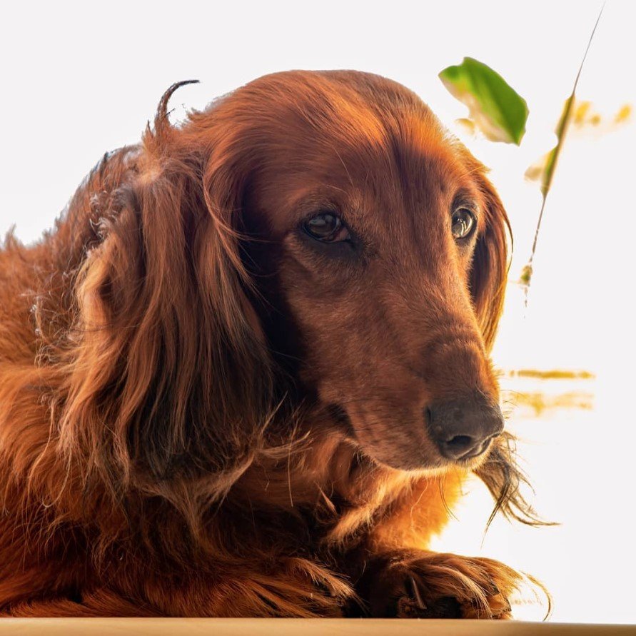 A Dachshund lying on the floor with its sad eyes