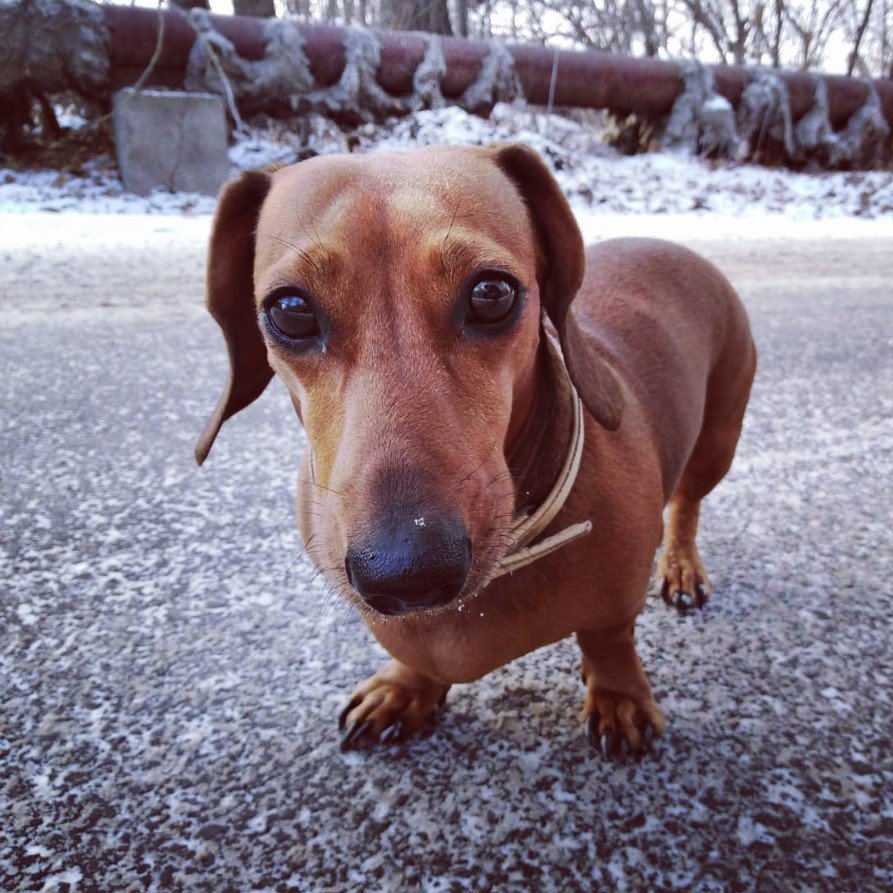 A Dachshund standing on the pavement while staring