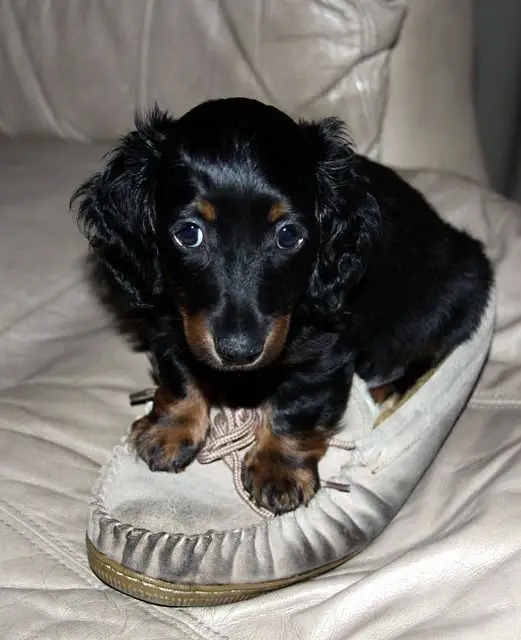 A Dachshund puppy sitting on top of the shoe in the couch