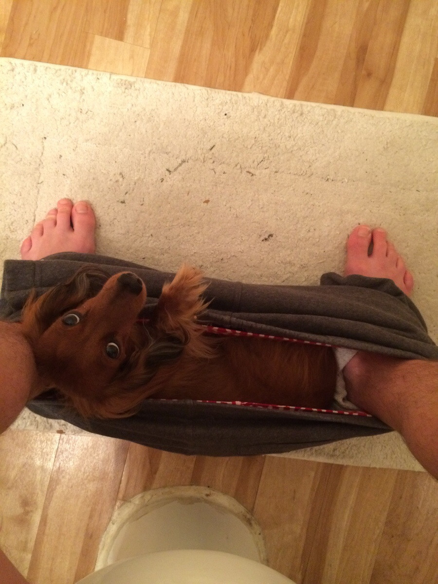 a man sitting in the toiled while his Dachshund is lying inside inside its shorts lowered down on its ankles