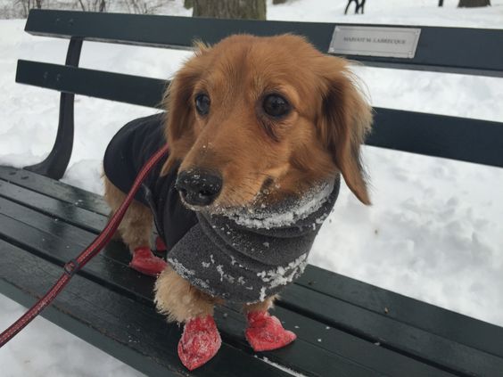 A Dachshund wearing a jacket while standing on the bench at the park while in winter