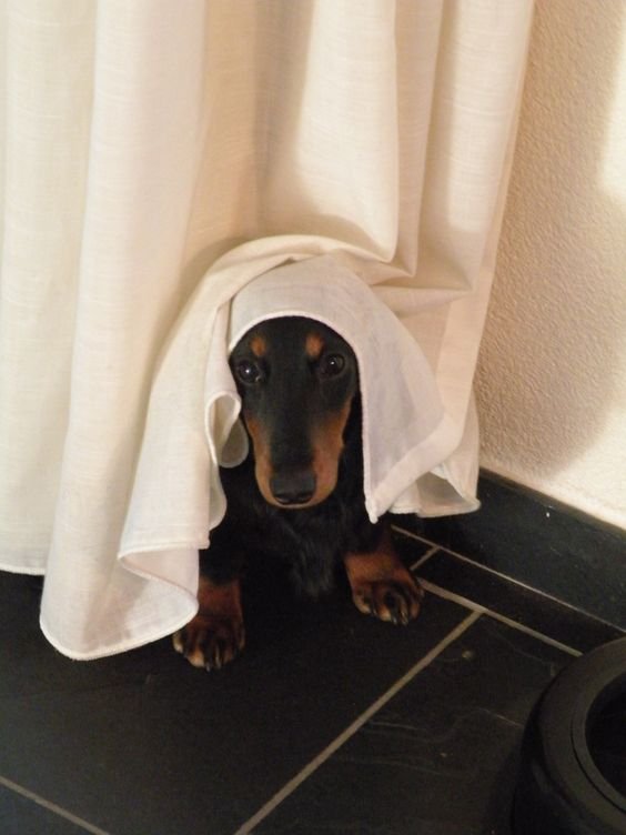 A Dachshund hiding behind the curtain