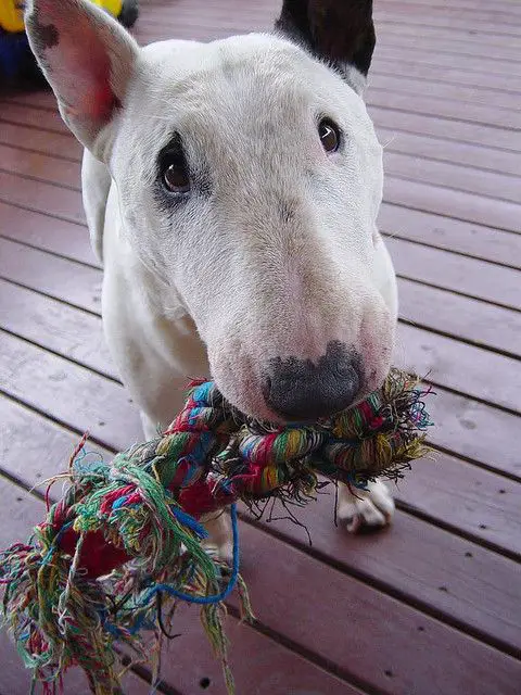 Bull Terrier looking up with a rope in its mouth