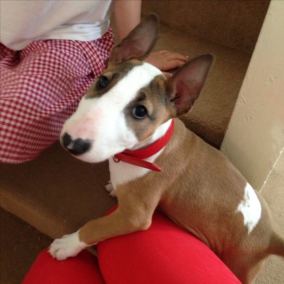 Bull Terrier puppy on the stairs with a girl