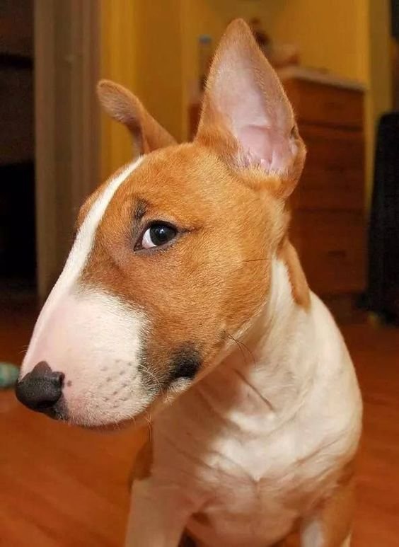 Bull Terrier sitting on the floor while looking sideways