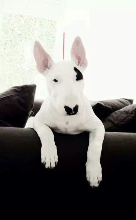 Bull Terrier puppy on the couch