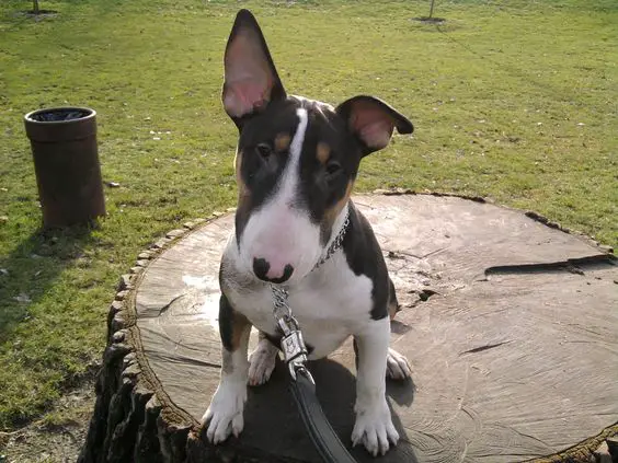 Bull Terrier dog sitting on the chopped tree trunk