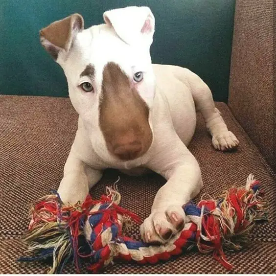 Bull Terrier puppy on the couch with its tug toy