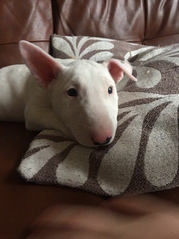 Bull Terrier puppy lying on the couch