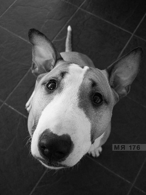 Bull Terrier dog sitting on the floor with its sad eyes