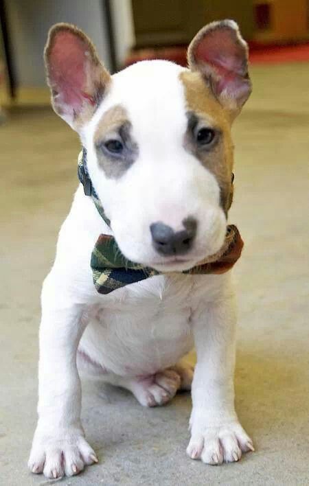 Bull Terrier puppy sitting on the floor wearing a ribbon around its neck