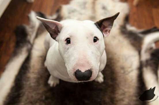 Bull Terrier sitting on the carpet while staring